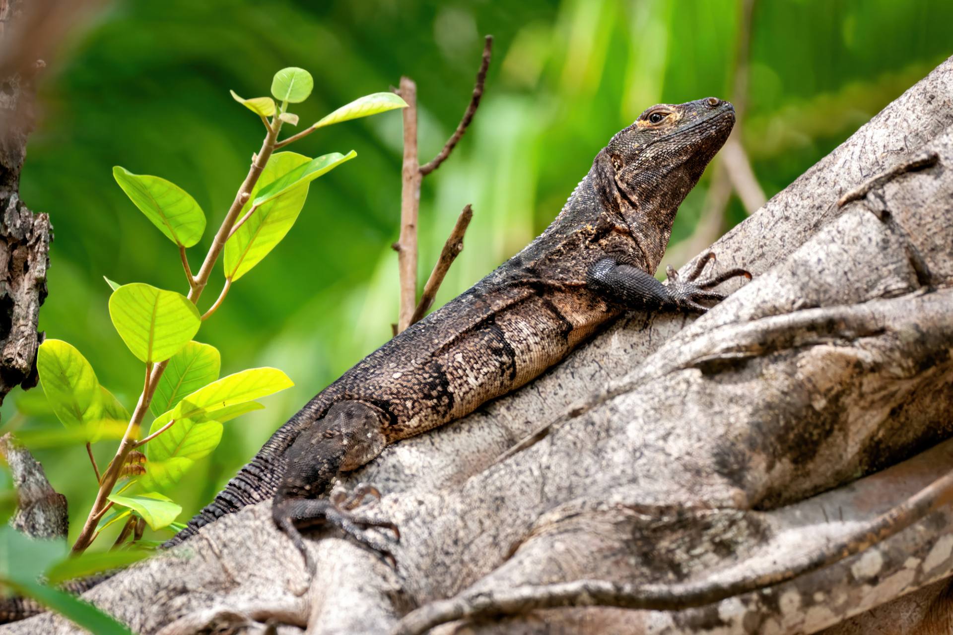 Gemeiner Schwarzleguan